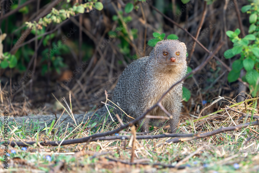 The Indian grey mongoose or Asian grey mongoose (Urva edwardsii) The Indian grey mongoose or Asian grey mongoose (Urva edwardsii)