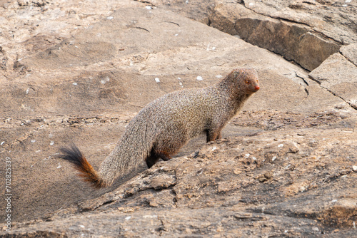The ruddy mongoose (Urva smithii) photo