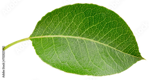 Pear leaf isolated