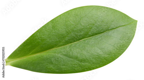 Leaf nut isolated on white photo