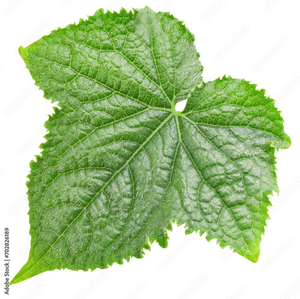 Cucumber leaf isolated Cucumber leaf isolated