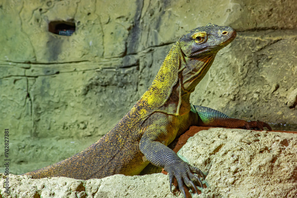 The Komodo dragon is a endemic to Indonesian islands The Komodo dragon is a endemic to Indonesian islands