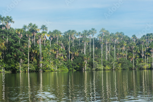 Vista de lago Sandoval, se aprecian palmeras con aguaje. Se encuentra en la reserva de Tambopata, en Madre De Dios - Perú. Cerca a Puerto Maldonado.