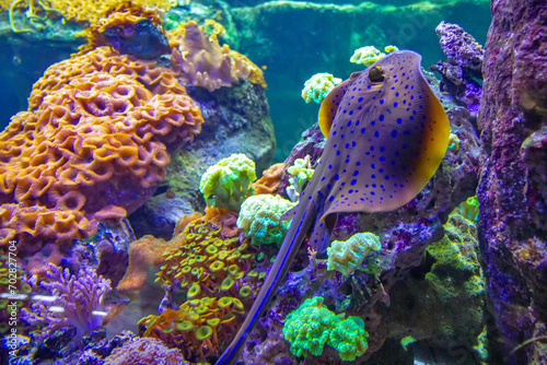 Fototapeta Naklejka Na Ścianę i Meble -  The bluespotted ribbontail ray is a species of stingray