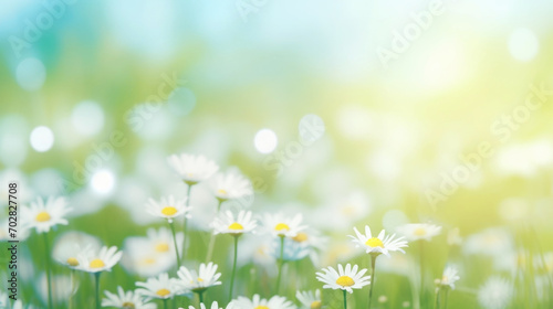 Beautiful daisy flowers on sunny spring meadow. Background with light bokeh and space for text.