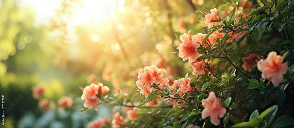 How beautiful red pink misty kheri blue yellow white flowers are blooming looks amazing green nature around open sky shining sun around. with copy space image. Place for adding text or design How beautiful red pink misty kheri blue yellow white flowers are blooming looks amazing green nature around open sky shining sun around. with copy space image. Place for adding text or design
