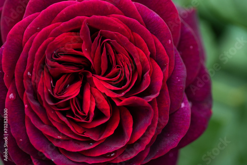 beautiful red-purple  burgundy  rose flower background. macro shot.