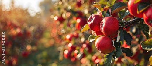 Lots of ripe red apples growing on the standard apple tree in a Dutch apple orchard It s almost fall now. with copy space image. Place for adding text or design photo