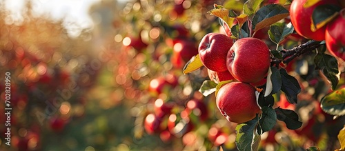 Lots of ripe red apples gro...