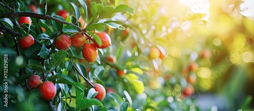 Japanese apricot fruit Youn...