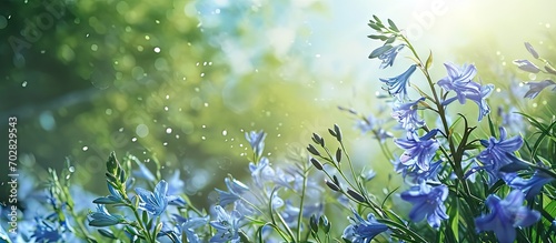 How beautifully the blue misty kheri colored flowers are blooming it looks very beautiful full of green nature all around the sun is shining in the open sky. with copy space image