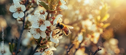 Manuka Flower with bee collecting nectar to produce medicinal Manuka Honey. with copy space image. Place for adding text or design photo