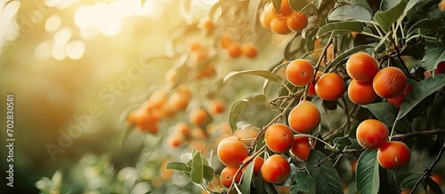 Japanese apricot fruit Youn...