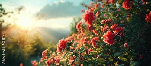 How beautifully the red pink misty kheri colored flowers are blooming it looks amazingly beautiful surrounded by green nature open sky and shining sun around. with copy space image