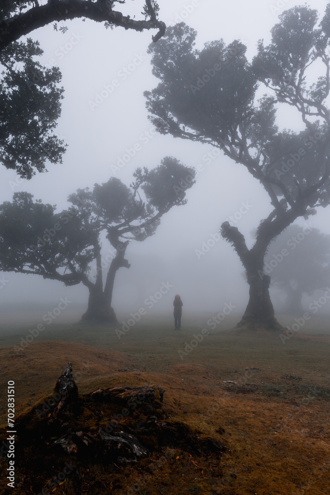 Obraz premium Foggy Trees madeira
