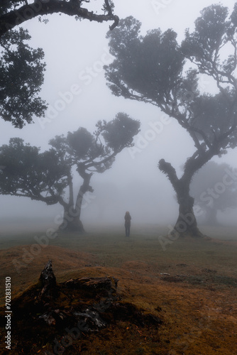 Foggy Trees madeira