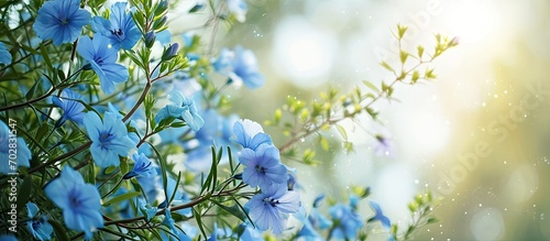 How beautifully the blue misty kheri colored flowers are blooming it looks very beautiful full of green nature all around the sun is shining in the open sky. with copy space image photo