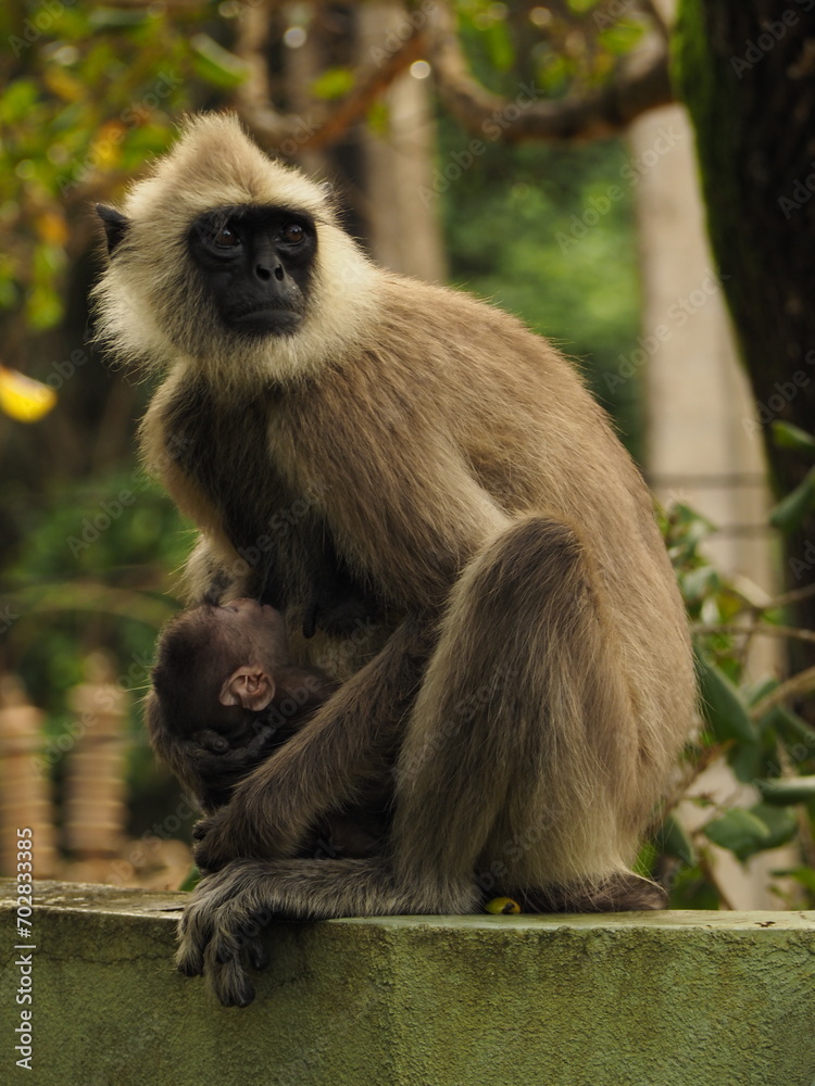 wild monkeys in sri lanka