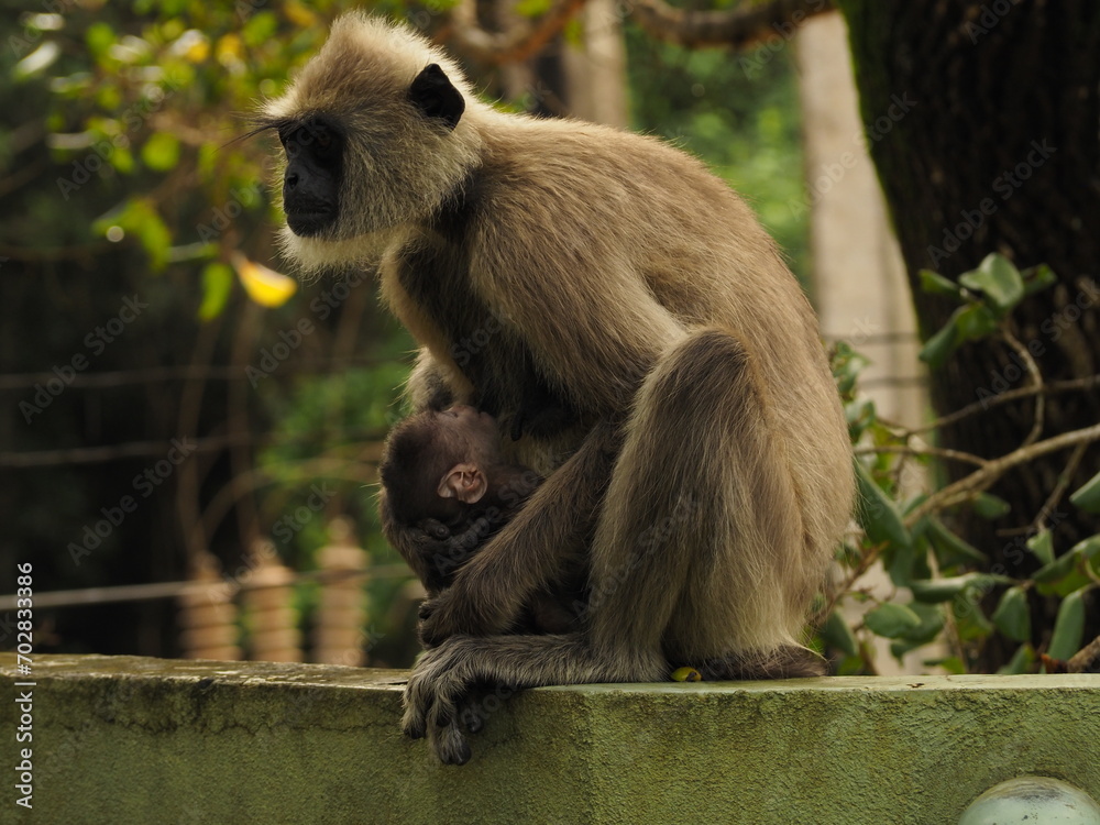 Obraz premium wild monkeys in sri lanka