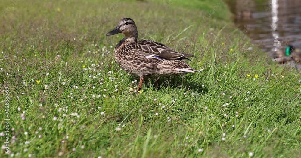 several wild ducks on the lake in summer, wild ducks living in the lake near the park in the city several wild ducks on the lake in summer, wild ducks living in the lake near the park in the city