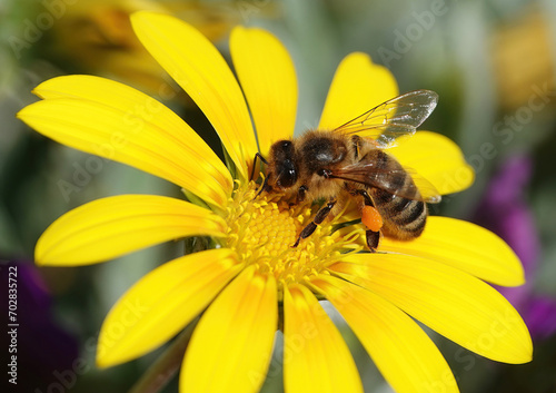 A honey bee with a pollen basket on her hind leg feeding on pollen in the centre of a bright yellow flower. 