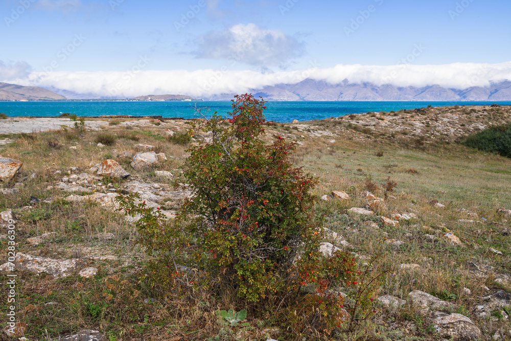 Sea bucktorn fruits on the branches with green leaves in autumn near the lake Sevan coast.