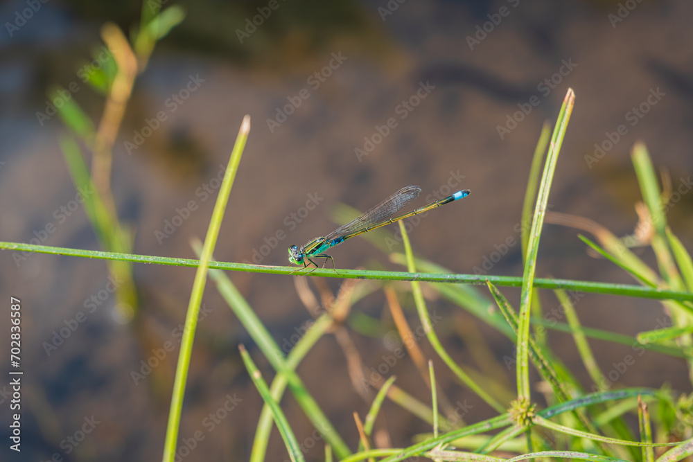 Close up of a green needle dragonfly (Ischnura senegalensis) perched on a grass in the meadow near the pond Close up of a green needle dragonfly (Ischnura senegalensis) perched on a grass in the meadow near the pond
