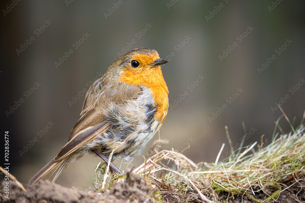 A European robin standing on an earth mound in Hertfordshire garden A European robin standing on an earth mound in Hertfordshire garden
