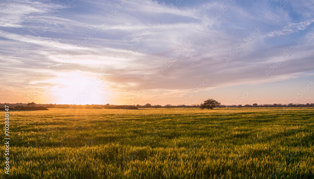 sunset over field covered in yellow flowers with a single tree in the background