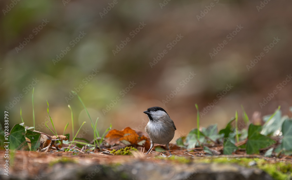 Obraz premium Marsh Tit, Poecile montanus, single bird on ground,