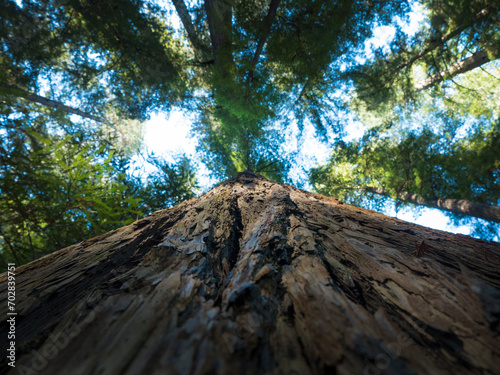 Low-angle shot of a massive sequoia tree in the redwood forest