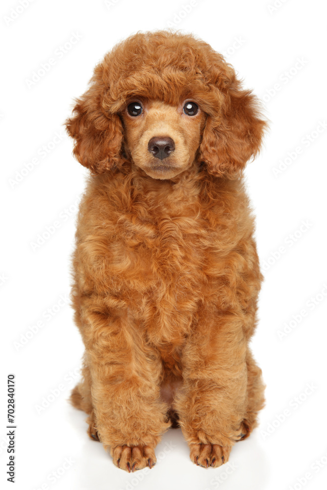 Toy Poodle puppy sits on a white background Toy Poodle puppy sits on a white background
