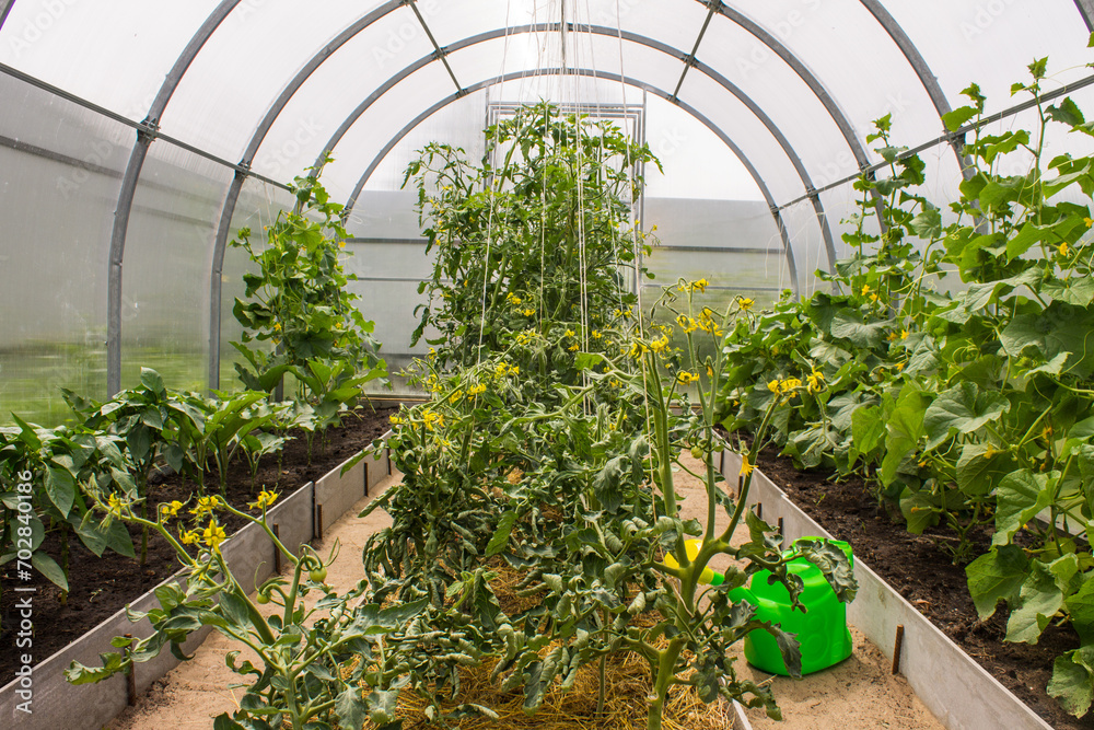 Cucumbers and tomatoes ripening in a plastic greenhouse on a summer day