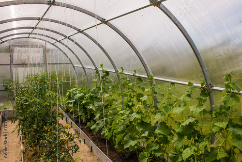Cucumbers and tomatoes ripening in a plastic greenhouse on a summer day