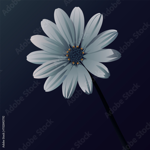 The illustration of chamomile in black and white tones on a dark background