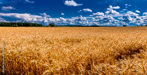 Rural landscape with field of ripening golden wheat, with beautiful cumulus c...