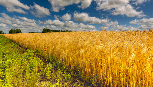 Agricultural countryside landscape with ripening field of wheat, beautiful su...