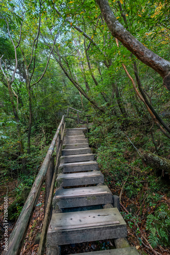 Shiratani Unsuikyo Ravine Trail, Yakushima, Japan