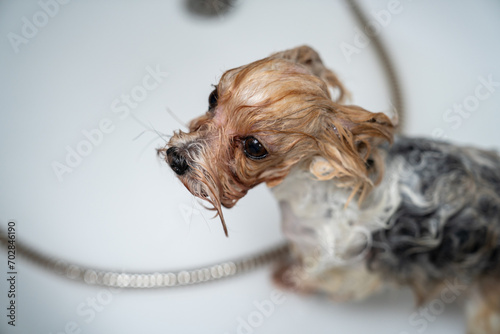 Yorkshire Terrier dog care