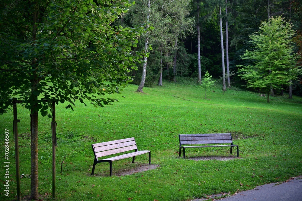 Forest recreation park for tourists with trees and benches for relaxation