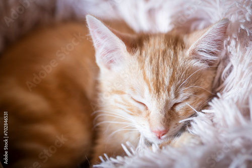 Portrait d'un mignon petit bébé chaton tigré roux à la maison 