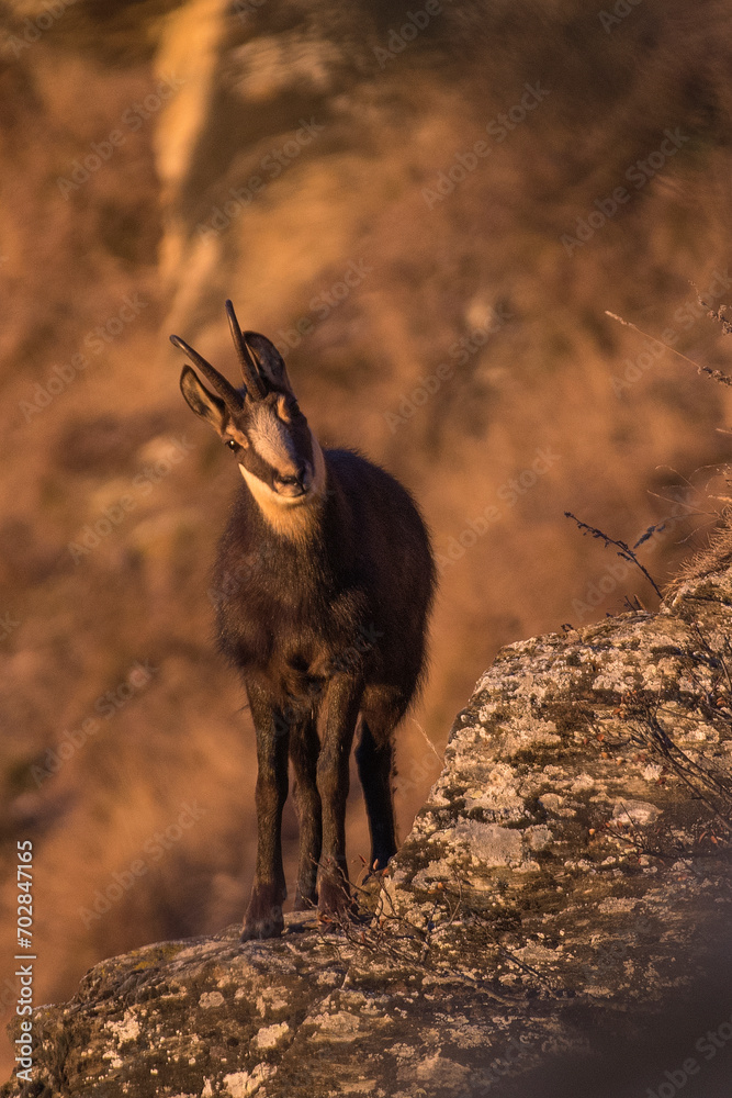 Alpine chamois, Rupicapra rupicapra, standing on rocks in the intense colors of dawn in the Alps, Italy.