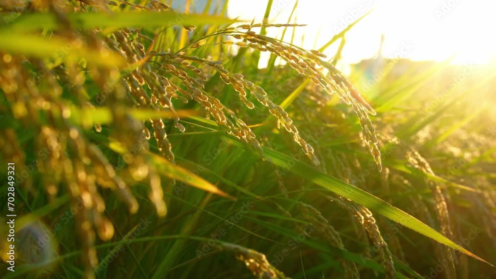 夕日に照らされた稲穂と収穫前の秋の田んぼ