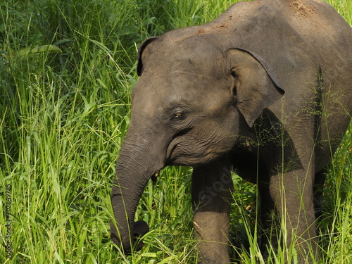 Photography wild elephants in sri lanka