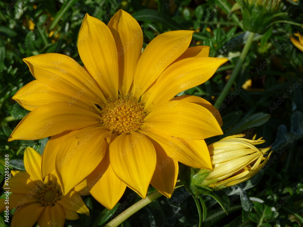 Daisy Daisy