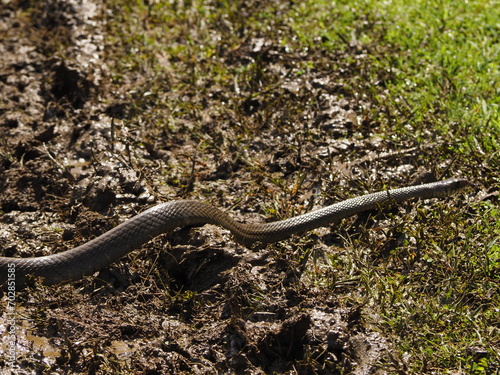 wild snake in sri lanka