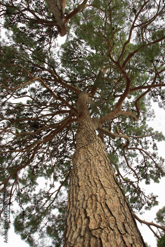 Crown of a tree on the background of the sky. Coniferous tree. Mediterranean flora. Evergreen coniferous tree. Nature in summer. Green maritime pine. Bottom view. Vertical photo