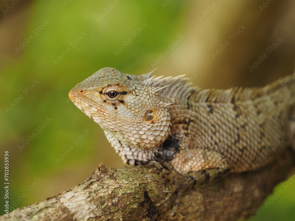 wild lizard in sri lanka wild lizard in sri lanka
