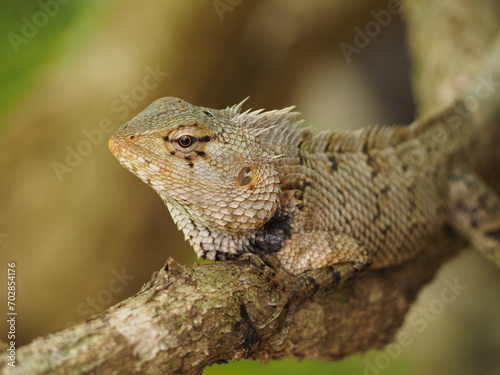 wild lizard in sri lanka