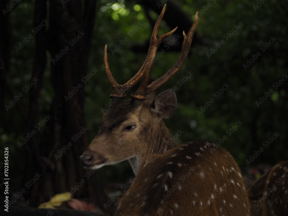 Fototapeta premium wild deer in sri lanka